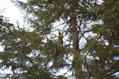 Ormandaki Sibirya sincabı. Ormandaki vahşi Sibirya gri sincabı.