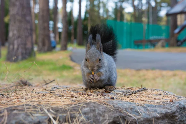 Sibirisches Eichhörnchen Wald Wildes Sibirisches Grauhörnchen Wald — Stockfoto