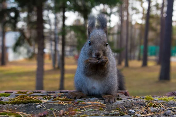 Sibirisches Eichhörnchen Wald Wildes Sibirisches Grauhörnchen Wald — Stockfoto