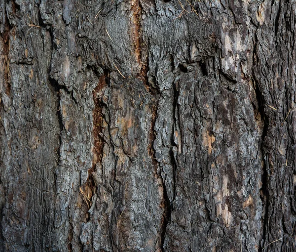 Yakın mesafeden çam kabuğu dokusu. Yakın mesafeden çam ağacı kabuğu dokusu.