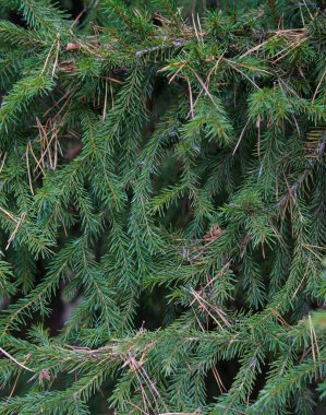 Yeşil köknar ağacının dalları. Arkaplan Yeşil köknar ağacından bir dal yakın plan.