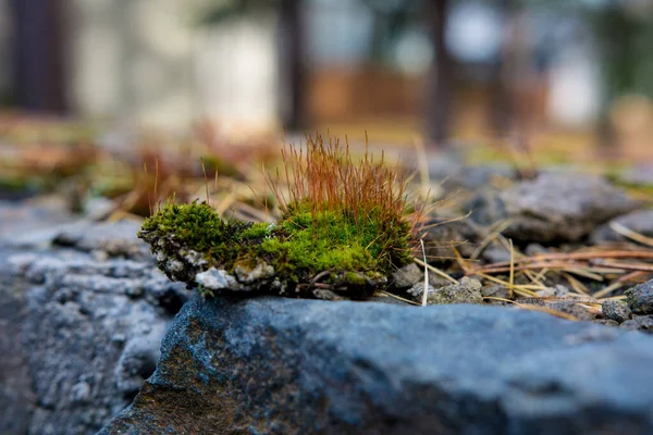 Green moss on the wall. Green moss on the wall of natural stone.