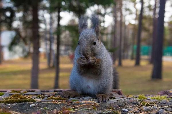 Esquilo Siberiano Floresta Esquilo Cinzento Siberiano Selvagem Floresta — Fotografia de Stock