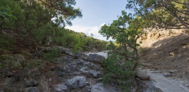 Yaz Kırım manzarası, Karadeniz kıyısında ardıç korusu güneşli bir günde, Golitsyn Patikası, Novy Svet, Sudak, Kırım.