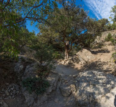 Yaz Kırım manzarası, Karadeniz kıyısında ardıç korusu güneşli bir günde, Golitsyn Patikası, Novy Svet, Sudak, Kırım.