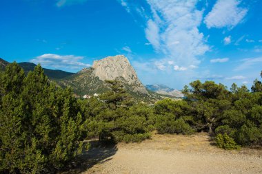 Yaz Kırım manzarası, Karadeniz kıyısında ardıç korusu güneşli bir günde, Golitsyn Patikası, Novy Svet, Sudak, Kırım.