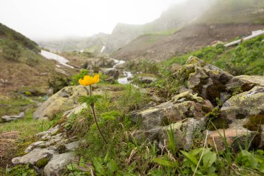 Dağlardaki sarı Pulsatilla Aurea çiçeği. Krasnaya Polyana 'nın Kafkas Dağları.