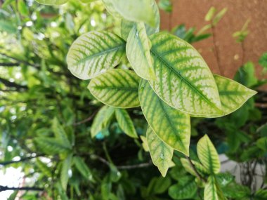 Su damlaları ile taze doğa arka planı