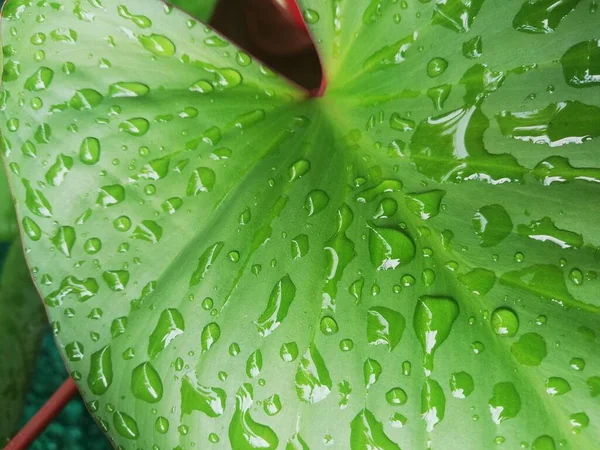 Zöld Levél Vízcseppekkel Eső Után — Stock Fotó