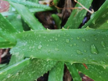 Su damlalı Aloe Vera