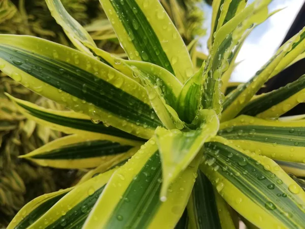 Bonito Plantas Frescas Gotas Água — Fotografia de Stock