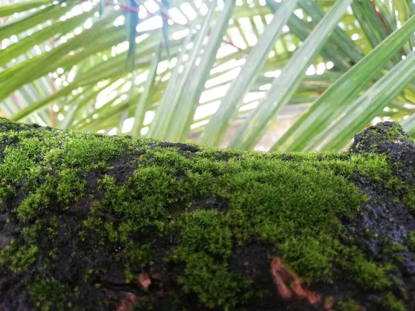 緑の背景に緑の苔を持つ古い木 — ストック写真