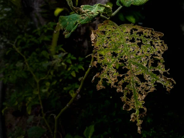 多くの穴の葉と虫にかまれた葉 — ストック写真