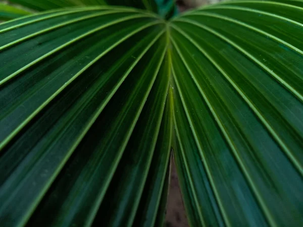 Planta Coco Hoja Fondo —  Fotos de Stock