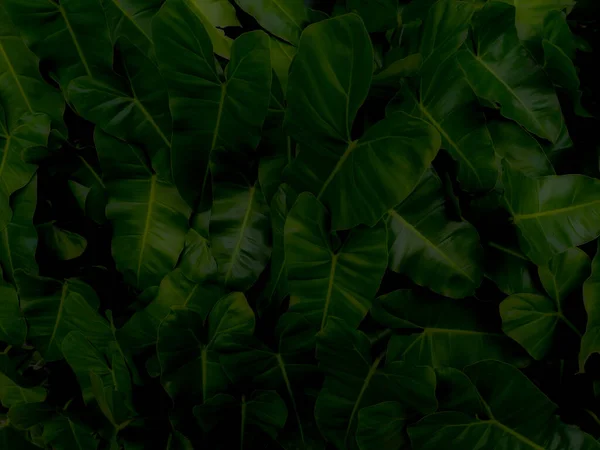 Philodendron Grama Primavera Verde Fresco Com Close Folha Verde — Fotografia de Stock