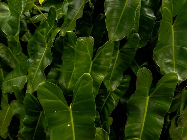 Close Folha Verde Com Fundo Escuro Philodendron Folha — Fotografia de Stock