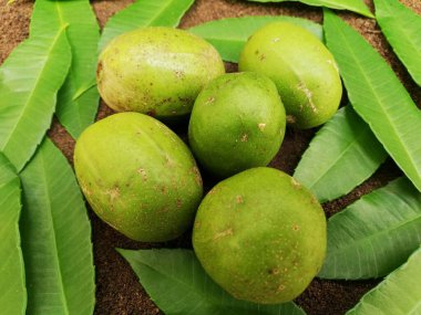 Ambarella Spondias cytherea - Erik, Yahudi eriği, Ambarella