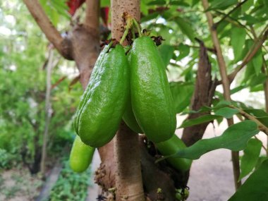 Averrhoa bilimbi - salatalık ağacı, ya da ağaç gülü