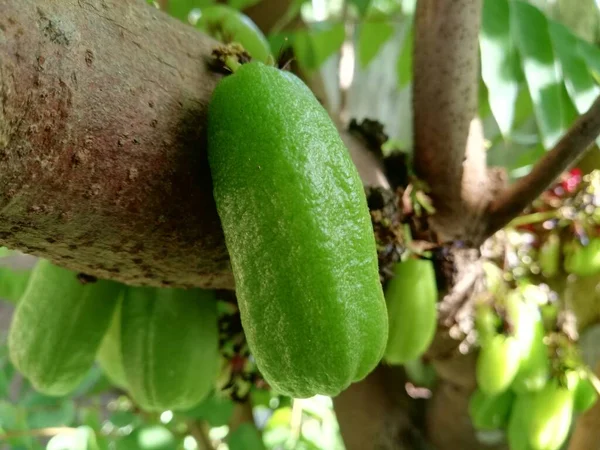 Averrhoa Bilimbi Cucumber Tree Tree Sorrel — Stock Photo, Image