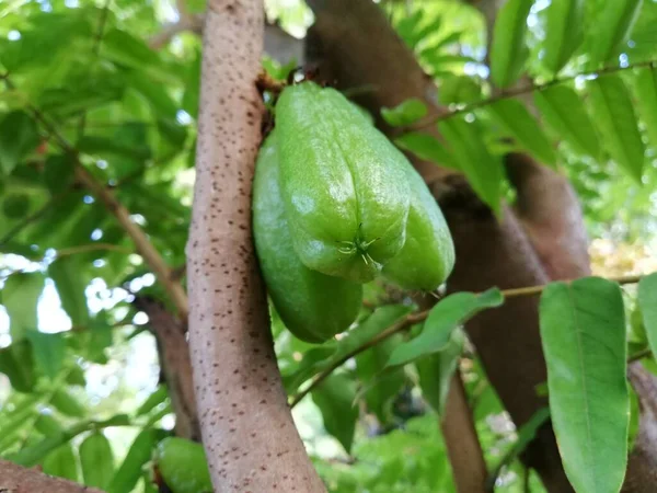 Averrhoa Bilimbi Árvore Pepino Azeda Árvore — Fotografia de Stock