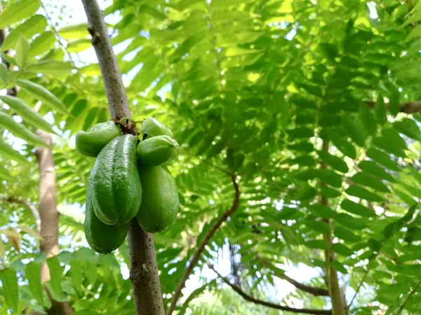 Averrhoa Bilimbi Gurkenbaum Oder Sauerampfer — Stockfoto