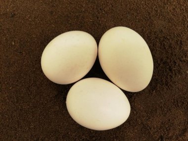 Beyaz yumurtalarla koyu arkaplan