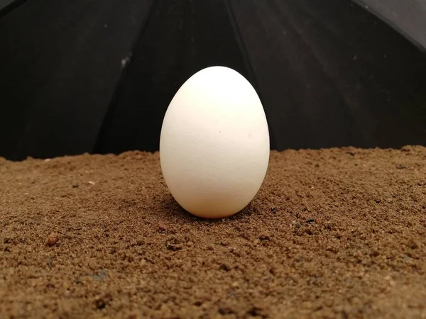 Beauty Animal Eggs Dark Background — Stock Photo, Image