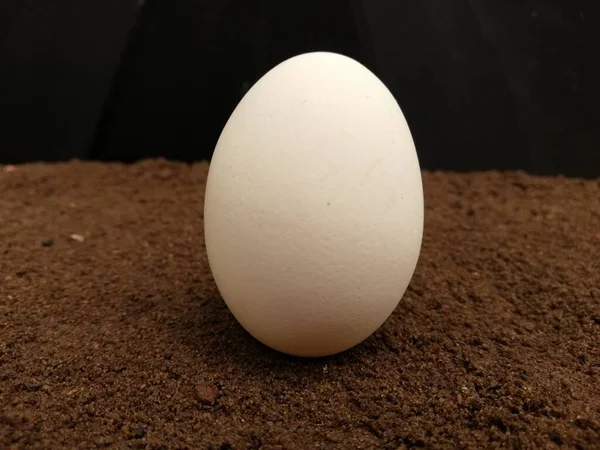 Одно Белое Яйцо Темном Фоне — стоковое фото