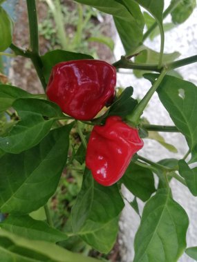  Carolina Biçici Chilli Tohumları, acı biberler