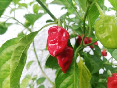 Acı biber renkli habanero biberleri - İskoç şapkası