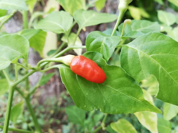 Peperoncini Rossi Crudi Piccanti Piccanti — Foto Stock