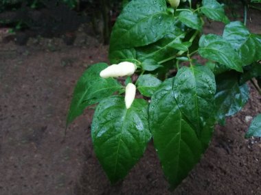 Taze Beyaz Acılı Biberli Yapraklı