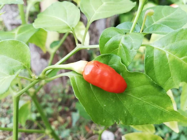 Pimientos Rojos Picantes Picantes — Foto de Stock