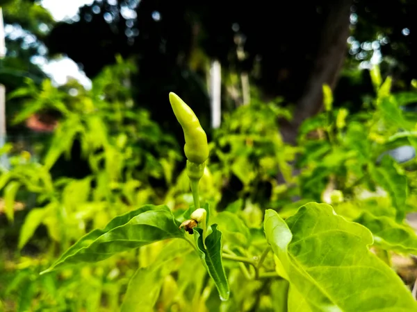 Färsk Grön Färg Chilli Paprika — Stockfoto