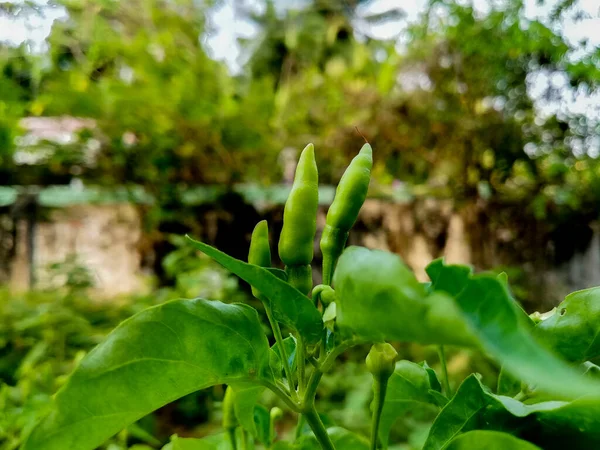 Grön Färg Hot Spicy Chillies — Stockfoto