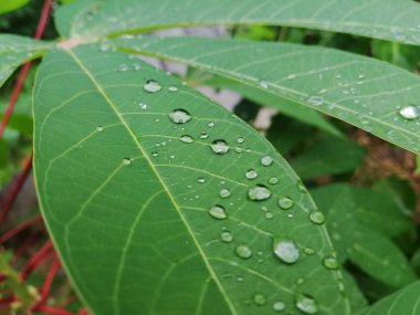 Küçük yağmur damlaları Cassava yapraklarından aşağı akar.