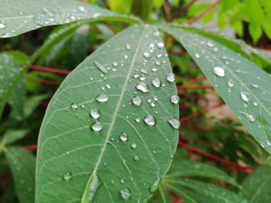 Sabah çiğ taneli bir manyok yaprağı.
