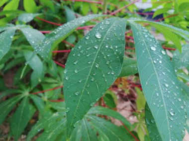 Sabah çiğ damlalı Cassava yaprağı