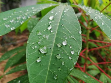 Sabah çiğ damlaları ile Cassava yaprakları