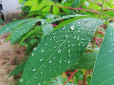 Seçici odak noktasında yağmur damlaları olan manyok yaprakları.
