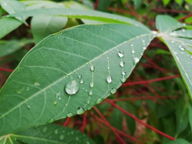 taze manyok yaprakları üzerine su damlası