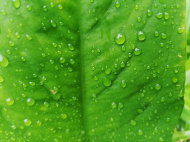 Doğa Konsepti: Yeşil İzinde Su damlaları veya taze çiy taneleri