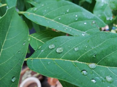 Yeşil İzne Düşen Su Doğal Arka plan Yakın plan