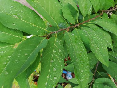 Bahçede su damlaları olan kapalı yeşil yaprak