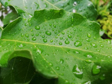 Üzerinde doğal yağmur damlaları olan yeşil bir yaprak.