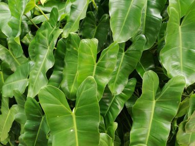 Yapraklarda güzel Philodendron desenleri, ışık ve ışık, ferahlatıcı yeşil