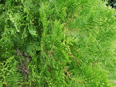 Yılbaşı ağacı - Leyland selvi ağacı yaprakları