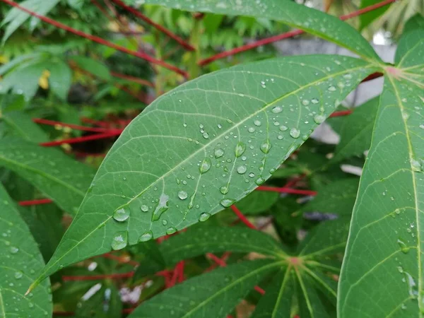 植物キャッサバタピオカの緑の葉の朝の露 — ストック写真