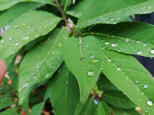 Schöne Wassertropfen Auf Grünen Blättern Tau — Stockfoto