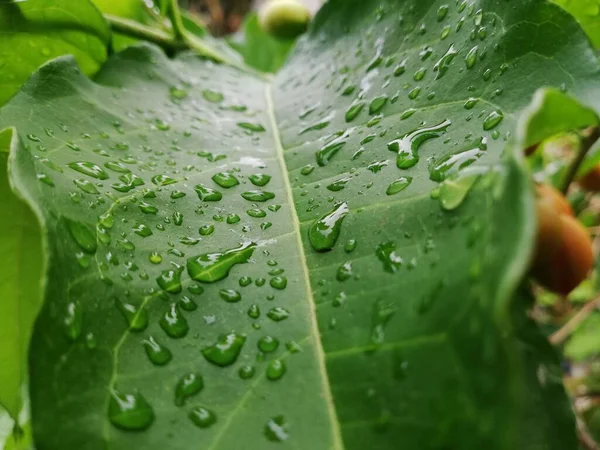 水は葉の選択的焦点に落ち — ストック写真